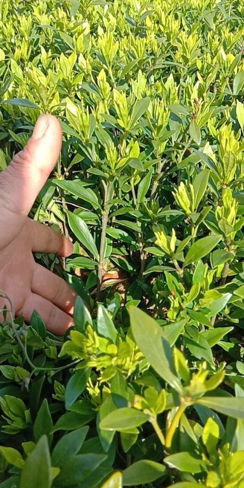 小叶栀子精品地苗，基地直供，规格齐全