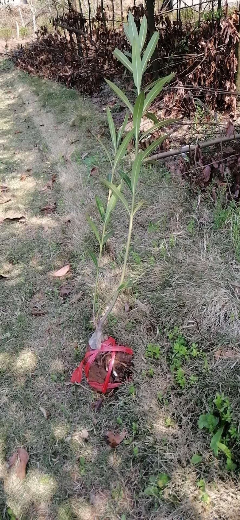 夹竹桃精品地苗，基地直供，规格齐全