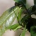 古树红茶云南古树红茶古树茶量大从优