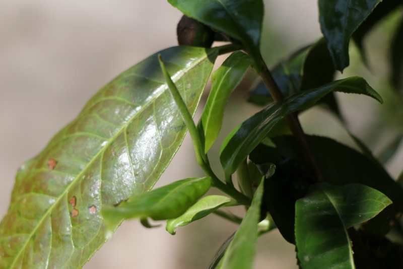 古树红茶云南古树红茶古树茶量大从优