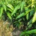 四季芒果苗嫁接苗四季开花结果