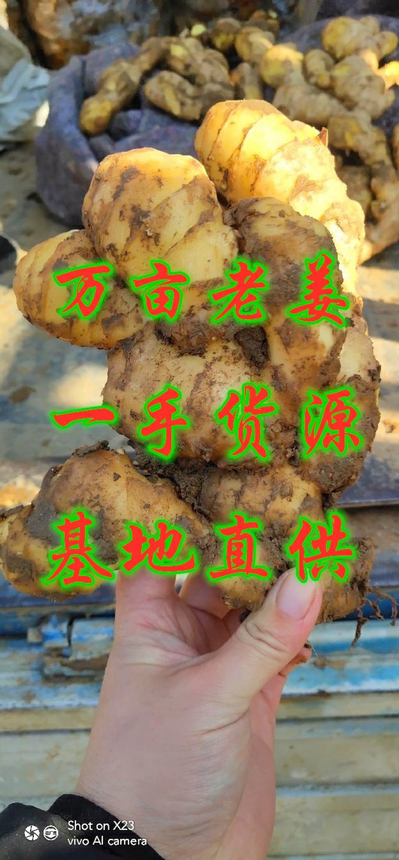 生姜大黄姜基地直供质优价廉全国发货诚信经营