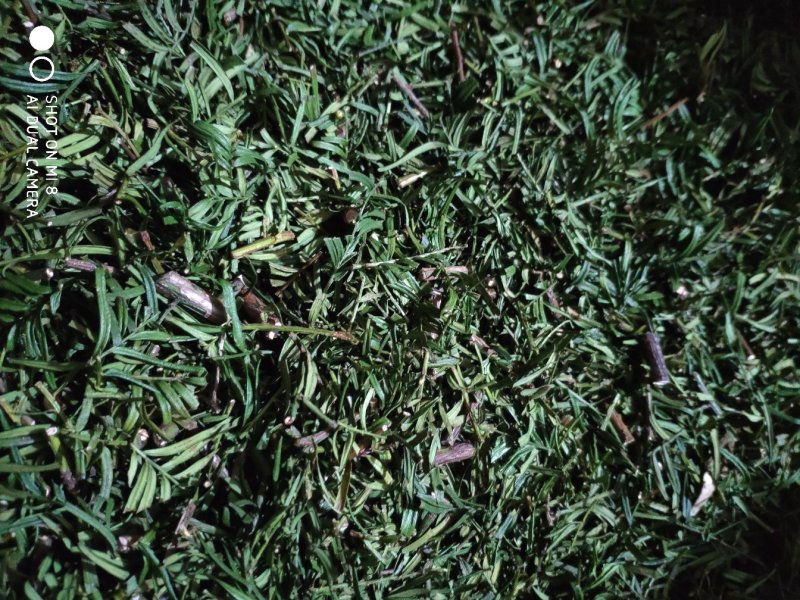 红豆杉果茶