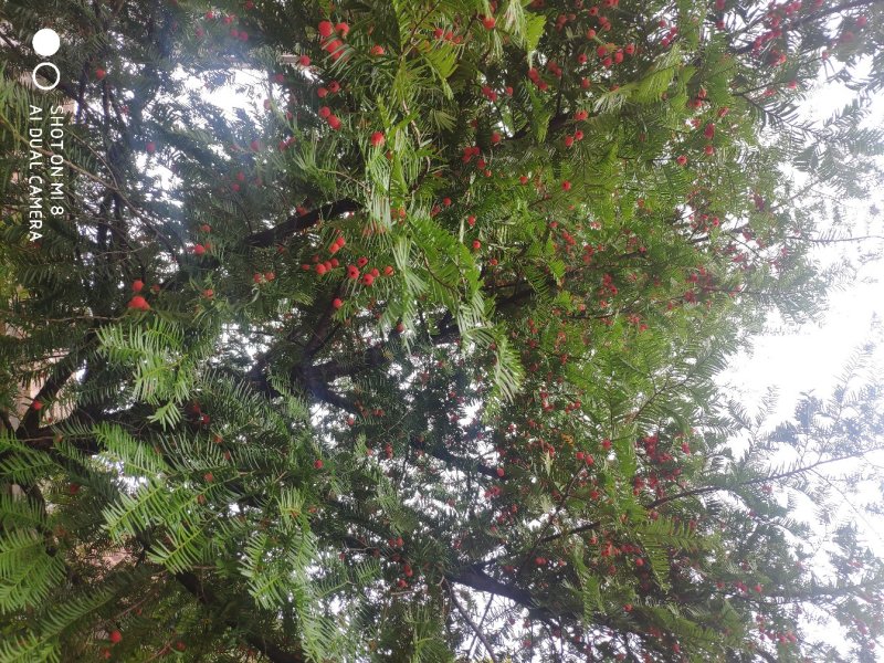 红豆杉果茶