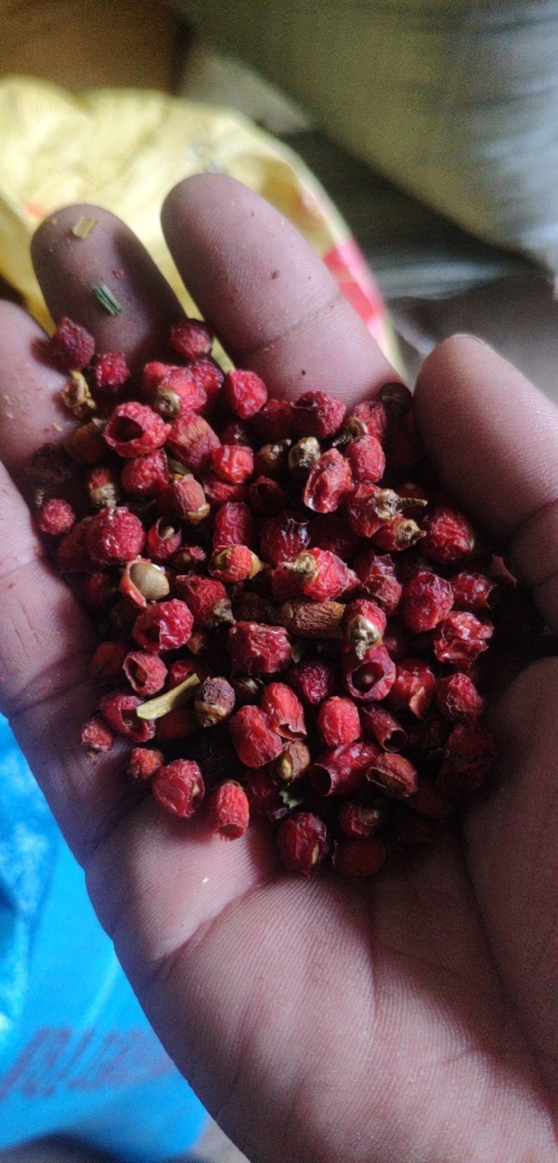 红豆杉果茶