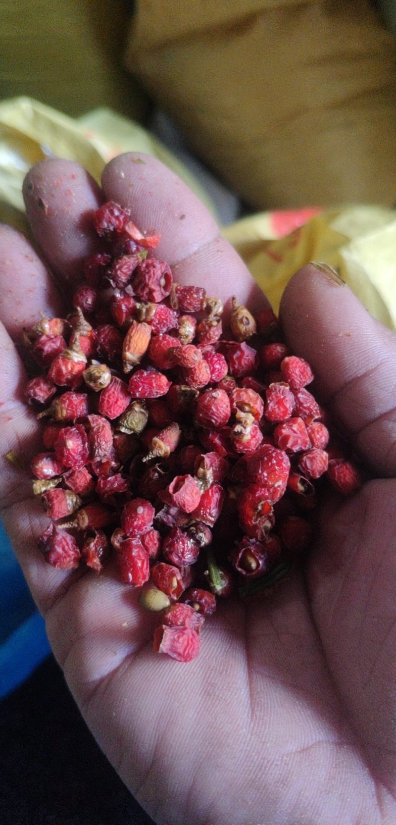 红豆杉果茶