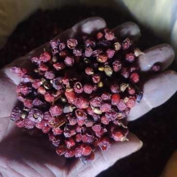 红豆杉果茶