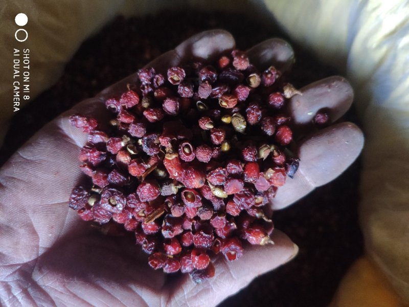 红豆杉果茶