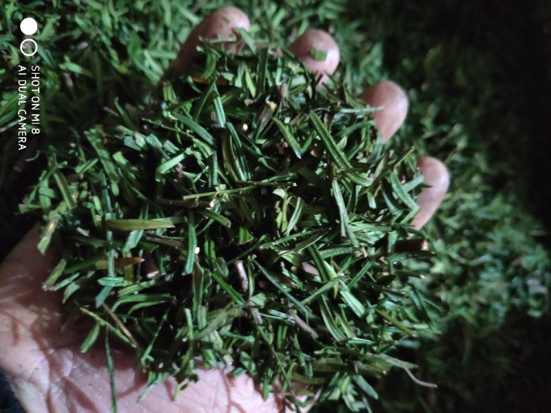 红豆杉果茶