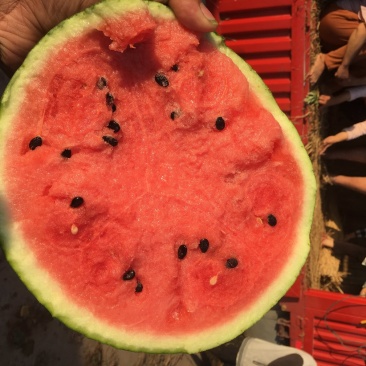 露天西瓜大量上市，供应多品种，协助找车欢迎来电咨询订购!