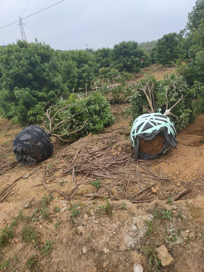 杨梅树，红枫树各种规格的都有货