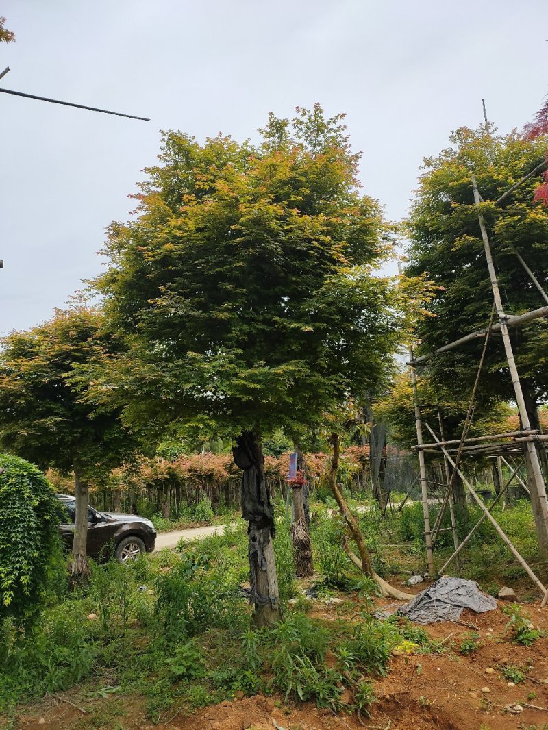 杨梅树，红枫树各种规格的都有货