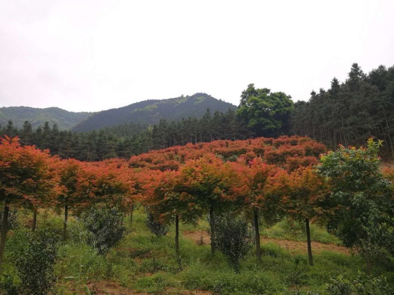 杨梅树，红枫树各种规格的都有货