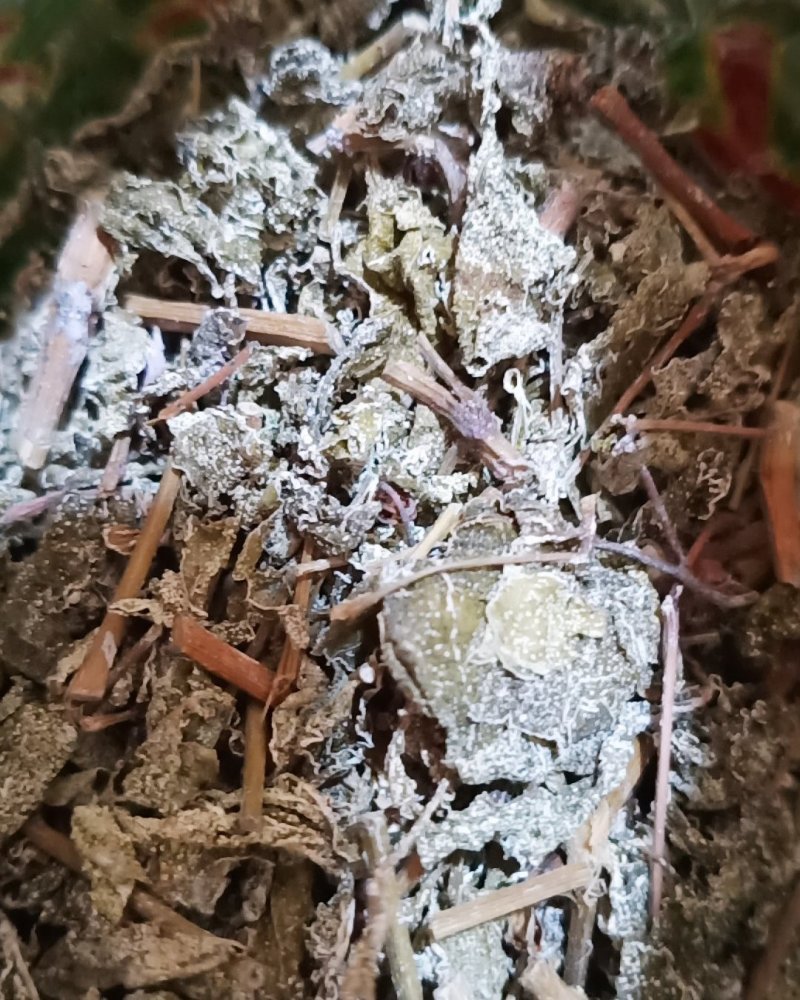 金秀大瑶山土特产“银腾茶”，是好凉茶，夏天可以喝