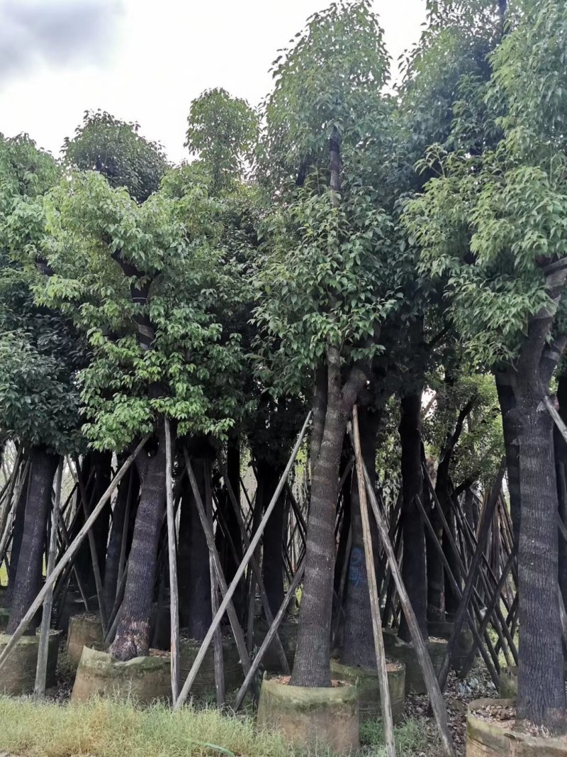 樟树公园专用乔木大量出售