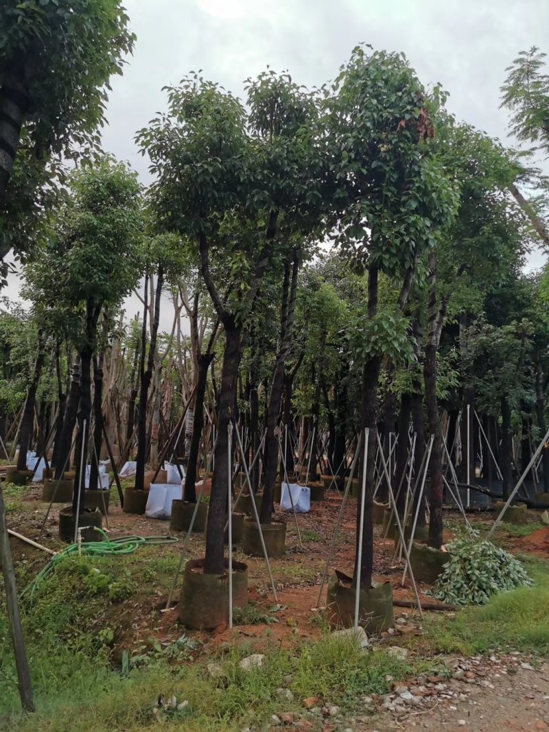 樟树公园专用乔木大量出售