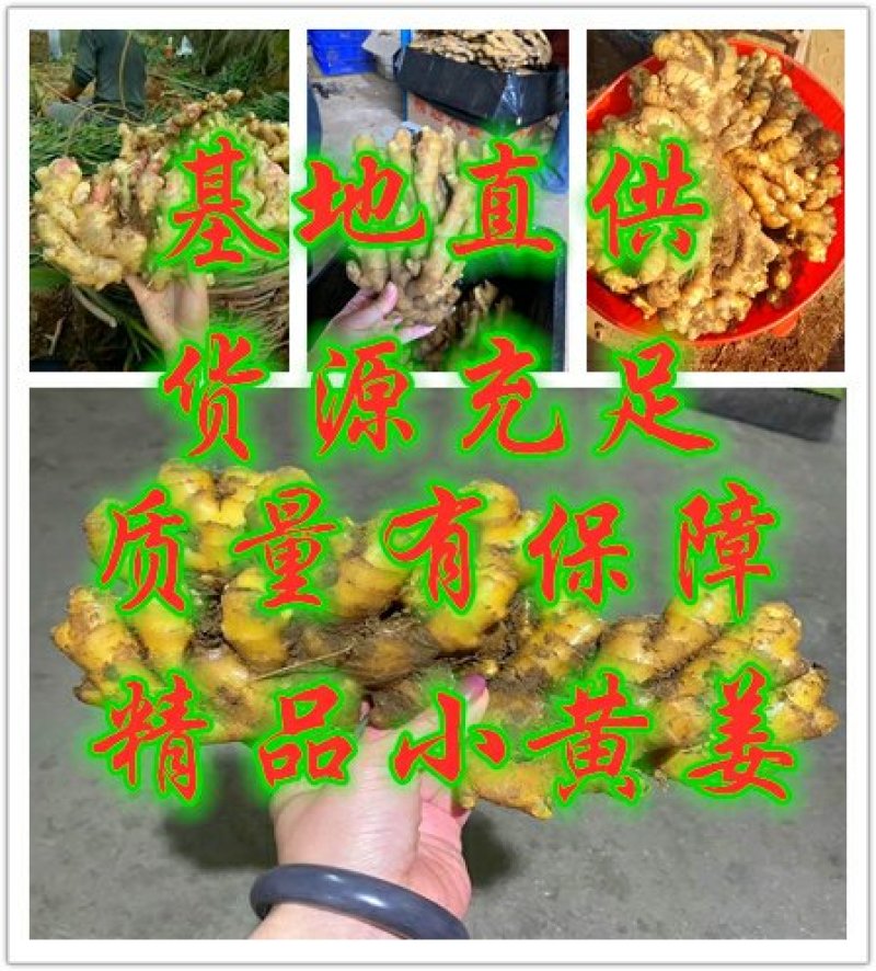 优质小黄姜山东生姜基地直供全国发货欢迎选购