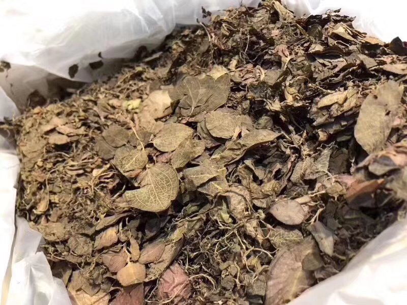 金线莲野生到福建亩产一分钱一分货不怕不识货大货