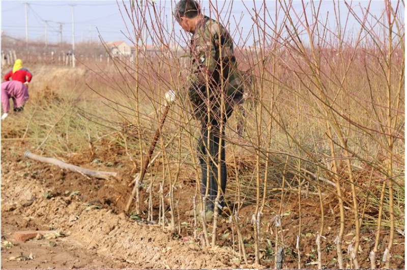 嫁接桃树苗冬桃苗中华二号冬桃南北方种植