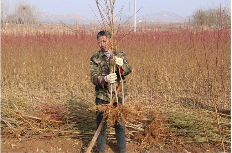 嫁接桃树苗冬桃苗中华二号冬桃南北方种植