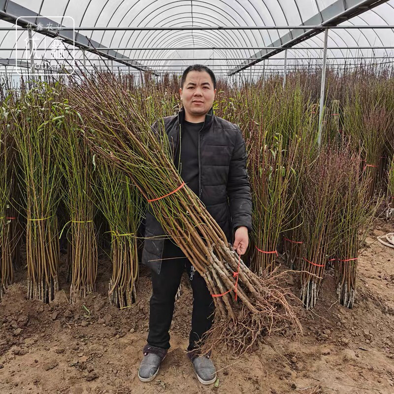 紫肉血桃苗桃树苗血桃果树苗中华血桃树苗南方北方种植