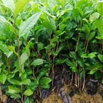 茶树绿化苗，树