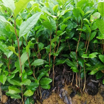 茶树绿化苗，树
