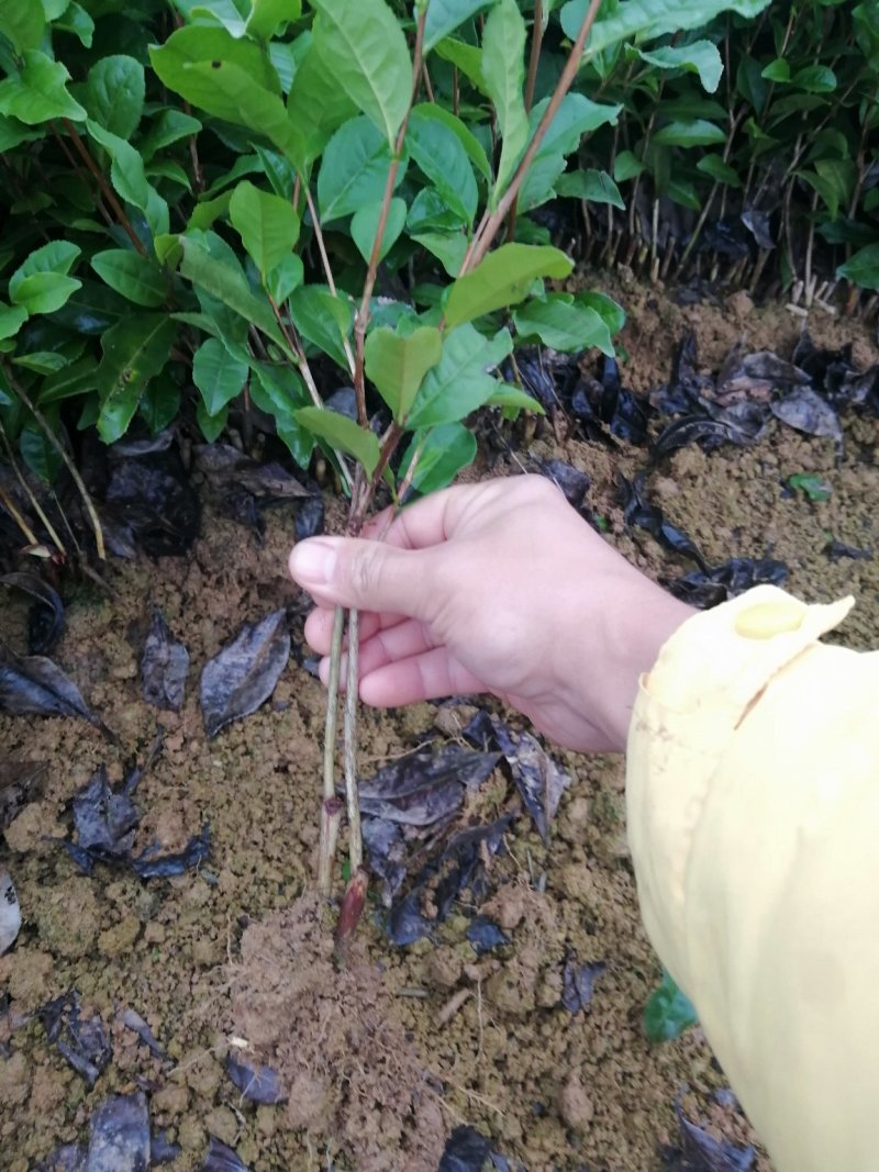 茶树绿化苗，树