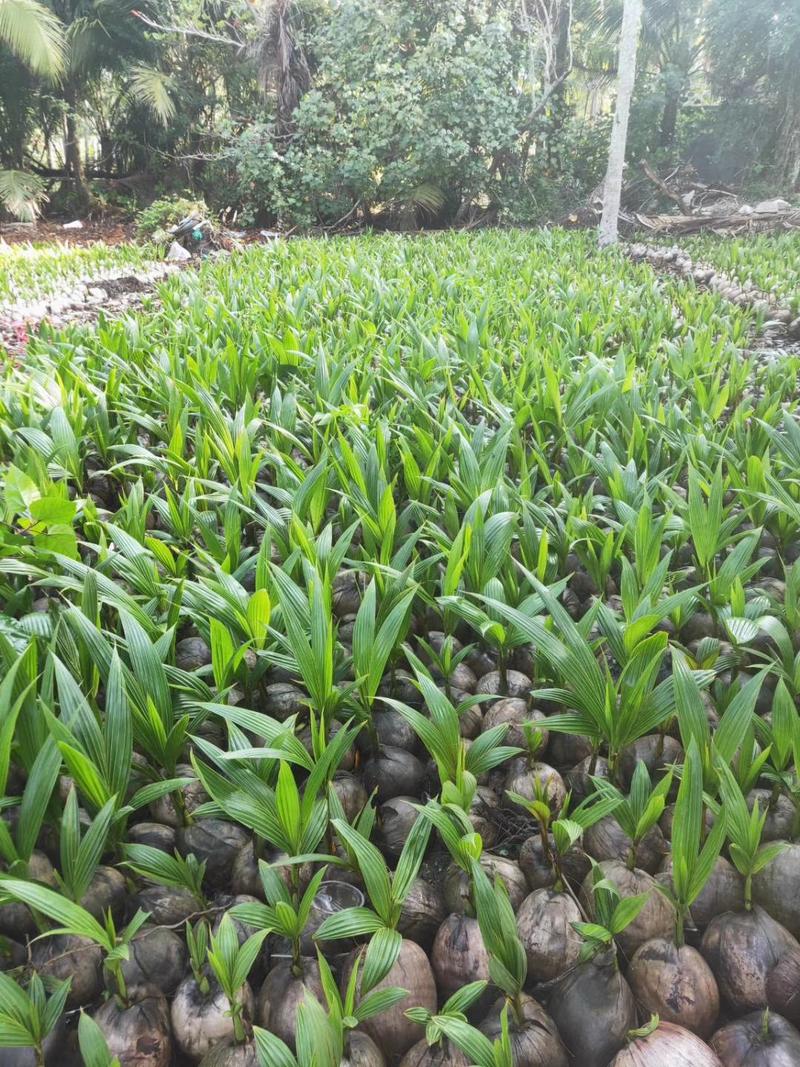 椰子树苗海南椰子树苗提供技术指导规格齐全