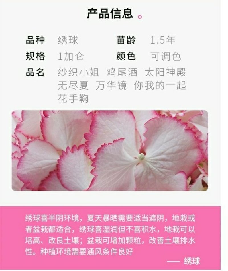 包邮绣球【鸡尾酒】1加仑带盆栽好