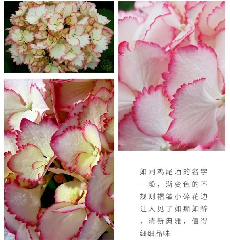 包邮绣球【鸡尾酒】1加仑带盆栽好