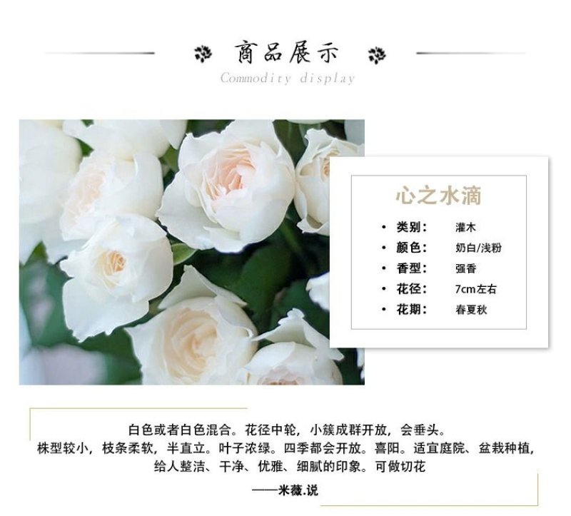 包邮月季心之水滴V9盆栽