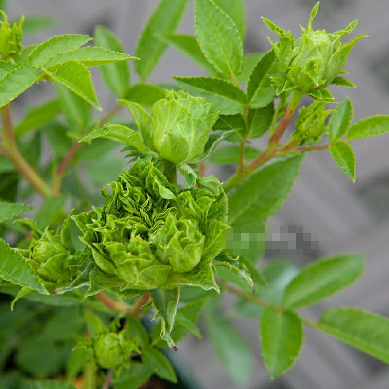 包邮月季结绿珍v9盆栽