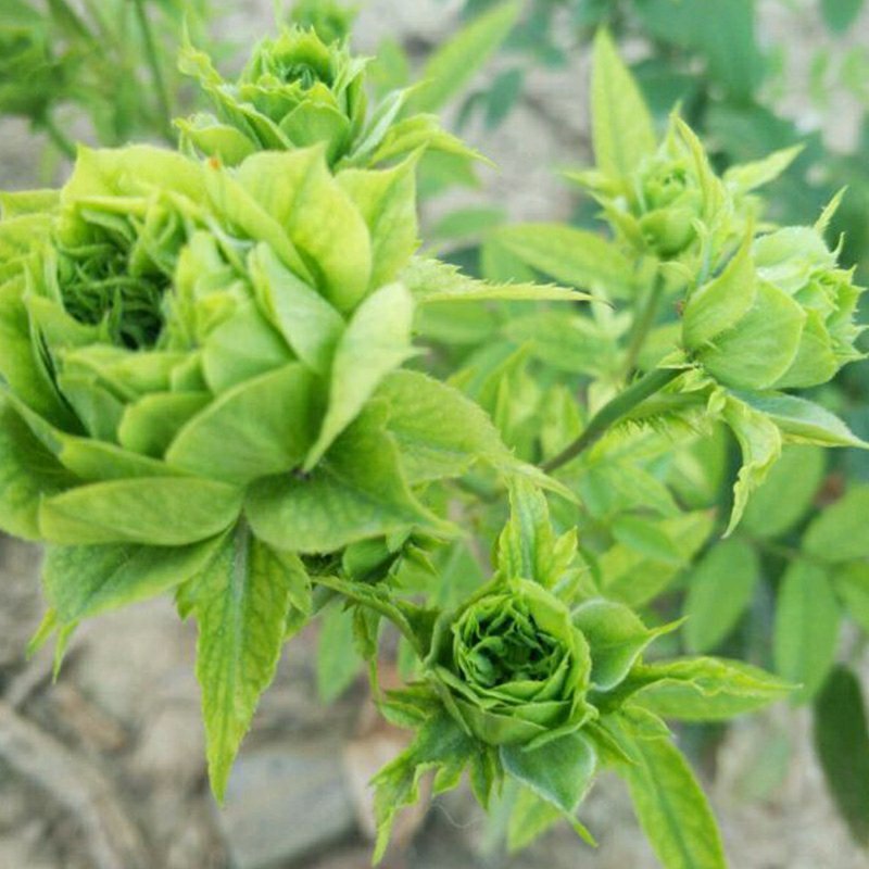包邮月季结绿珍v9盆栽