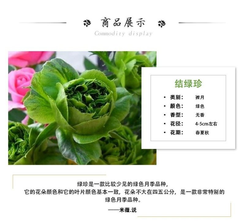 包邮月季结绿珍v9盆栽