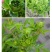 包邮月季结绿珍v9盆栽