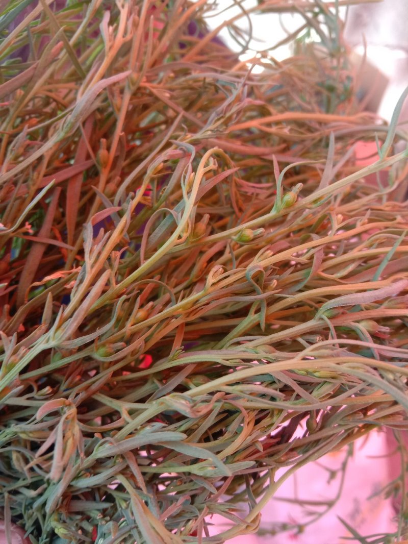 百蕊草(，大量干货)