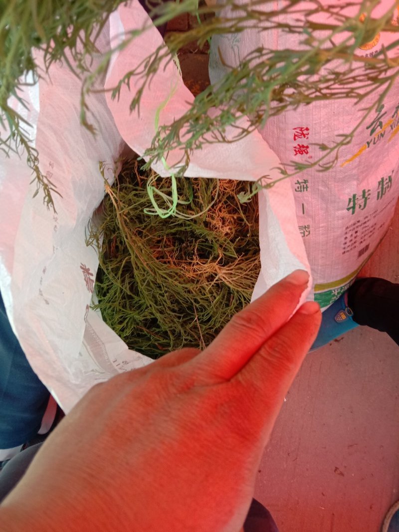 百蕊草(，大量干货)