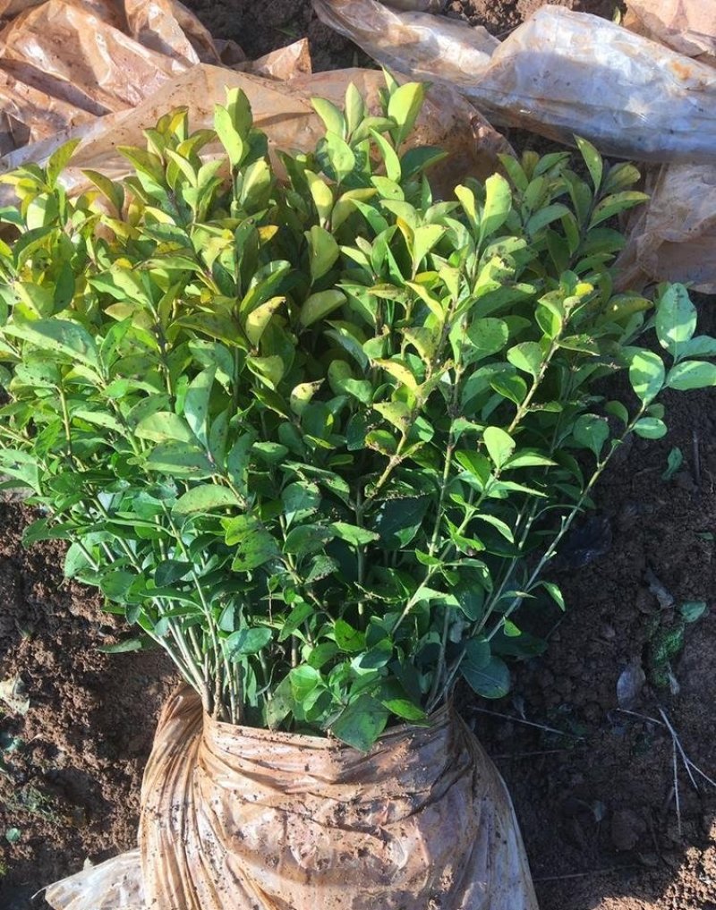 金叶女贞精品地苗，基地直供，规格齐全