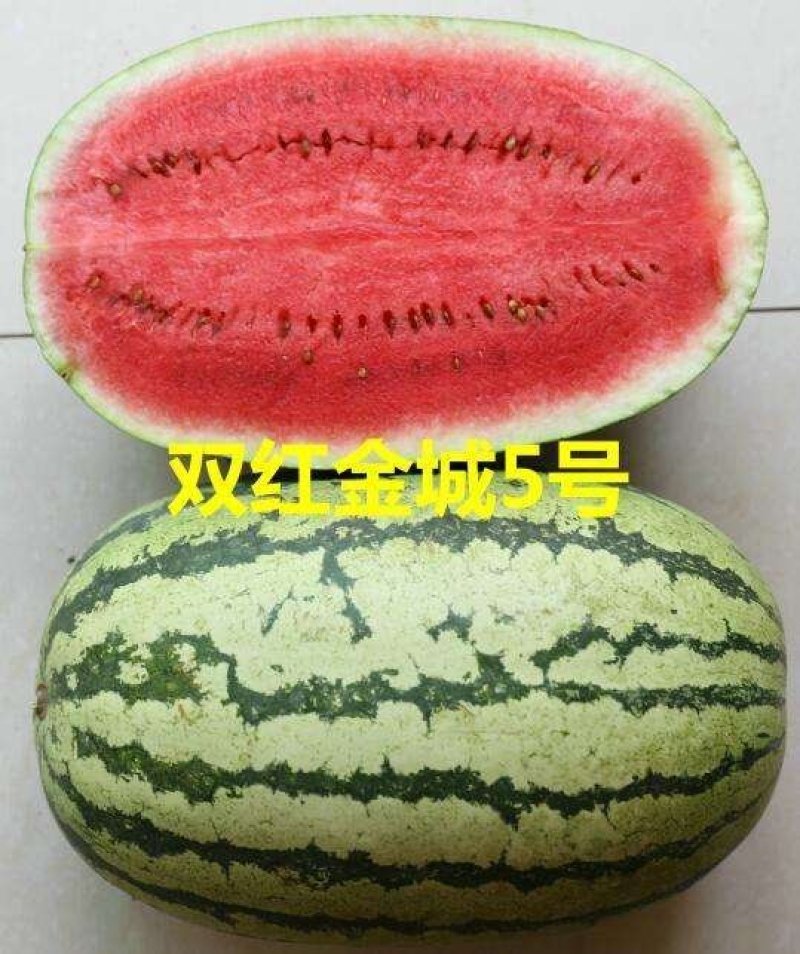 陕西西瓜金花6号，城五号大量上市，个头大直生苗口感甜