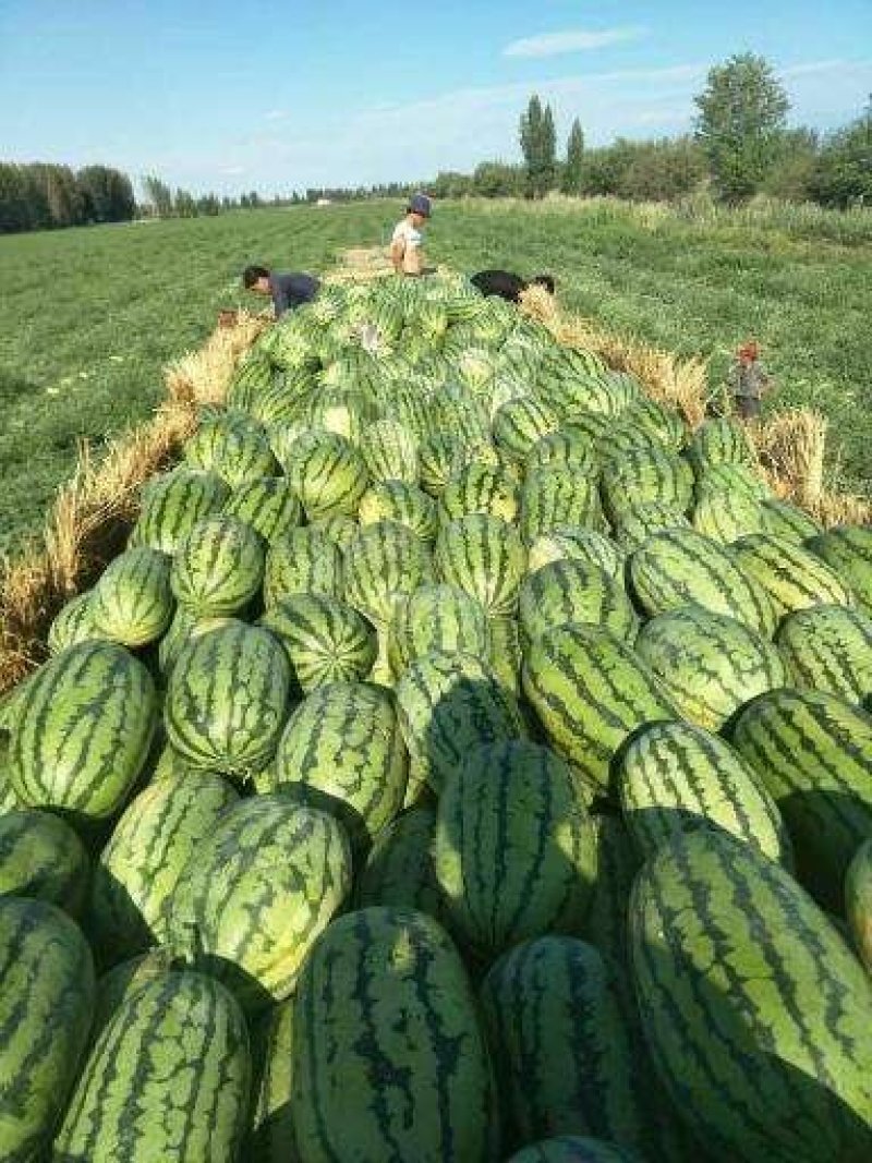 陕西西瓜金花6号，城五号大量上市，个头大直生苗口感甜
