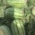 陕西西瓜金花6号，城五号大量上市，个头大直生苗口感甜