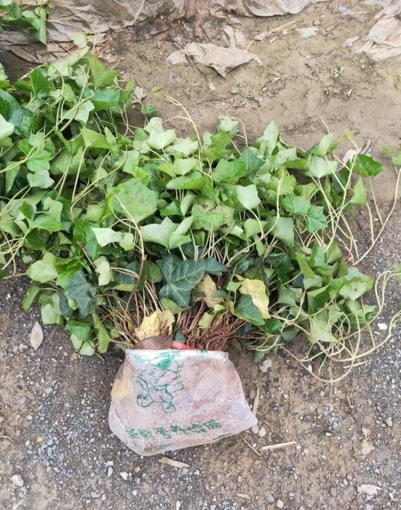 爬壁藤精品地苗，基地直供，规格齐全