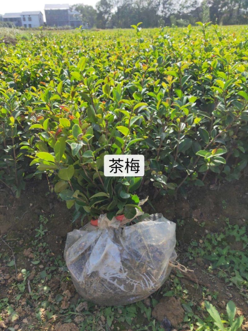 茶梅精品地苗，基地直供，规格齐全