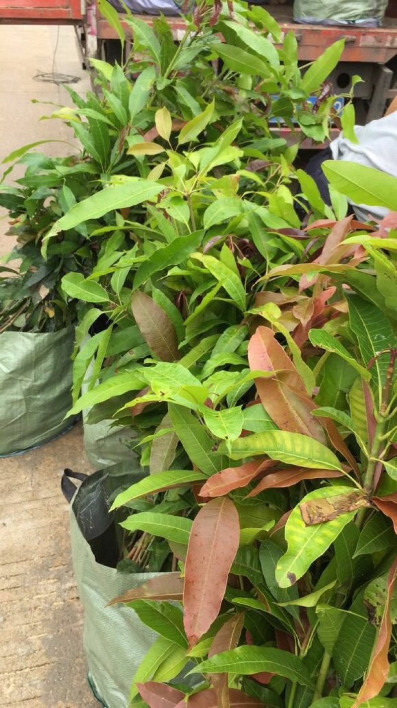 芒果苗芒果直生苗(实生苗)小营养杯优质芒果苗