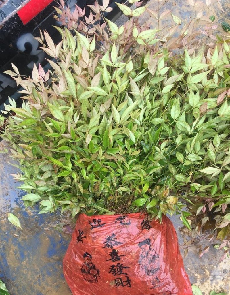 南天竹精品地苗，基地直供，规格齐全