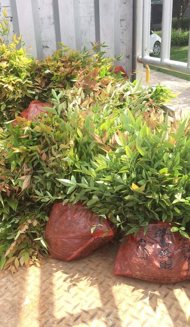 南天竹精品地苗，基地直供，规格齐全