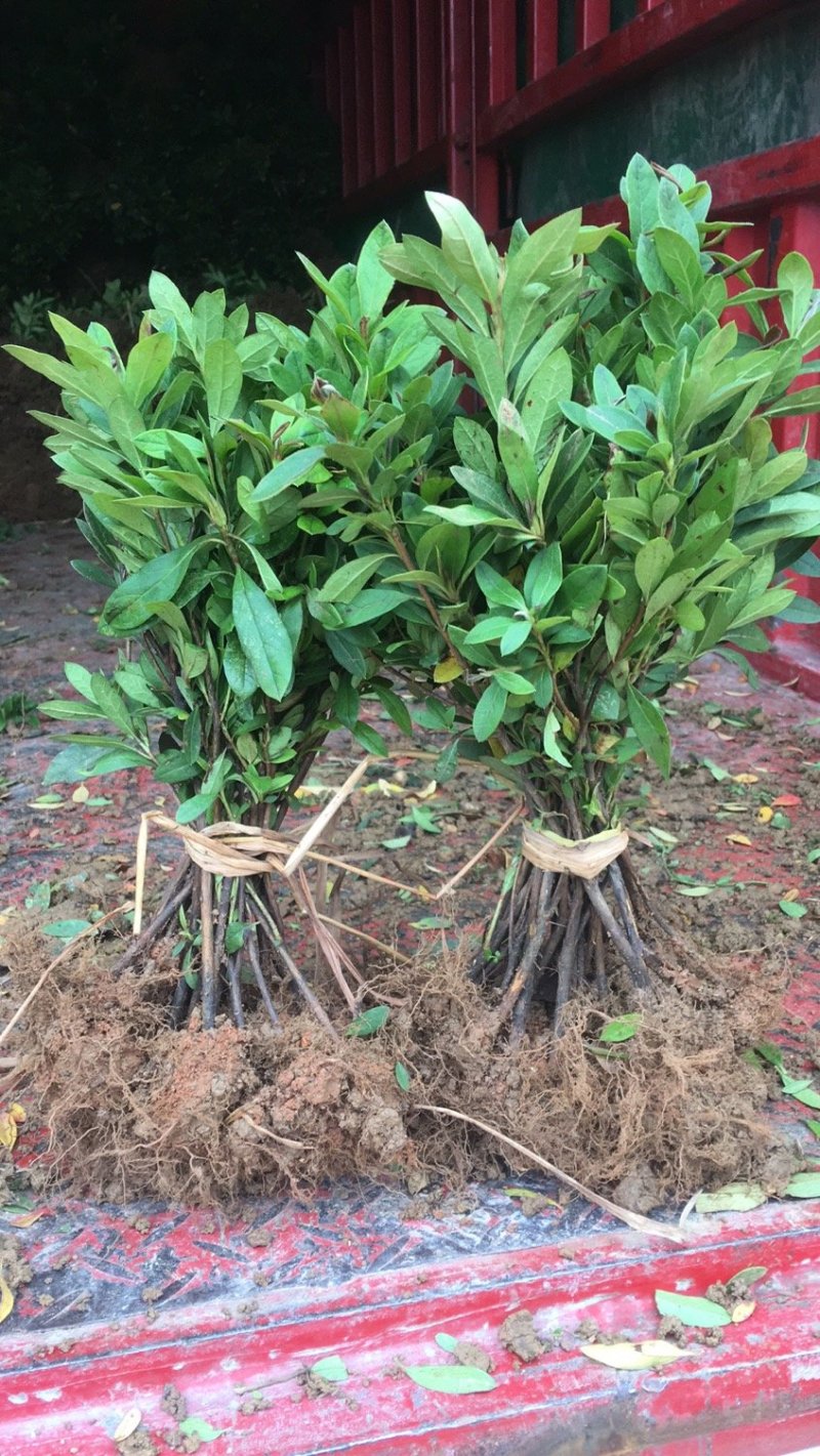 毛杜鹃精品地苗，基地直供，规格齐全。
