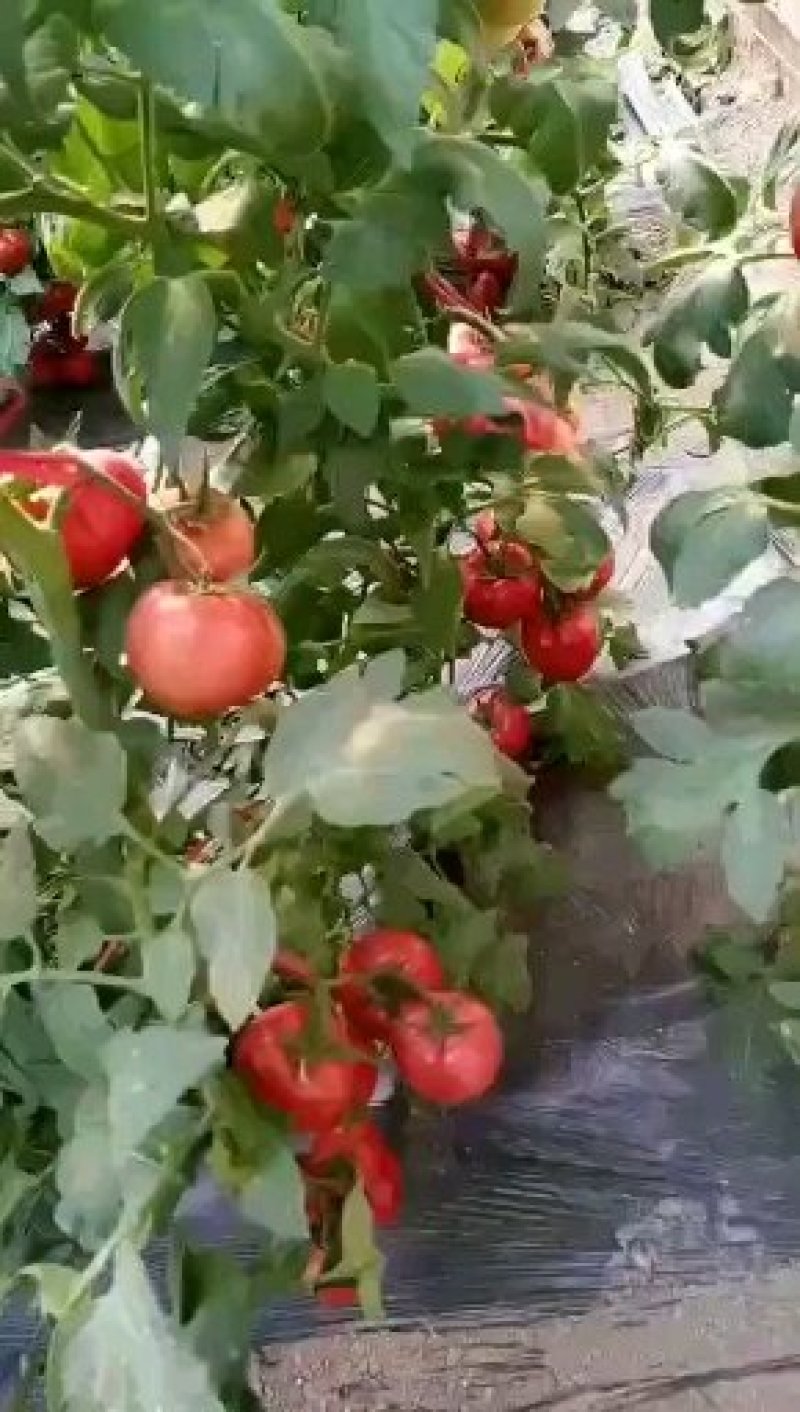 番茄