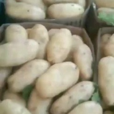 土豆